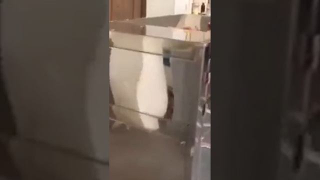 Оборудование для очистки лука Roal Veget QT-500YC смотреть онлайн