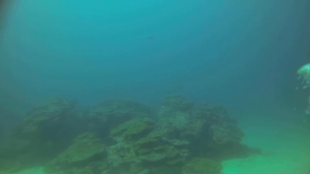 3 Manta ray cleaning station in the maldives part 3 gopro hero 3 смотреть онлайн