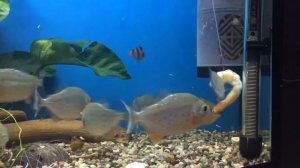 Кормление Пираньи наттерера креветкой 13.06.2018г