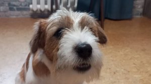 Я играю в toilet tower defence в Роблокс! Roblox!