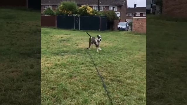 Real Deal King of the Ancient Tulla Bully Kutta Mastiff World - Legendary Lion Dog Chingara - Part смотреть онлайн