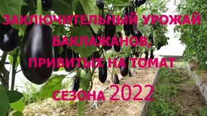 ЗАКЛЮЧИТЕЛЬНЫЙ УРОЖАЙ БАКЛАЖАНОВ, ПРИВИТЫХ НА ТОМАТ. СЕЗОН - 2022