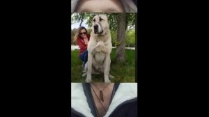 На девушку в подмосковье  напал алабай. новость.