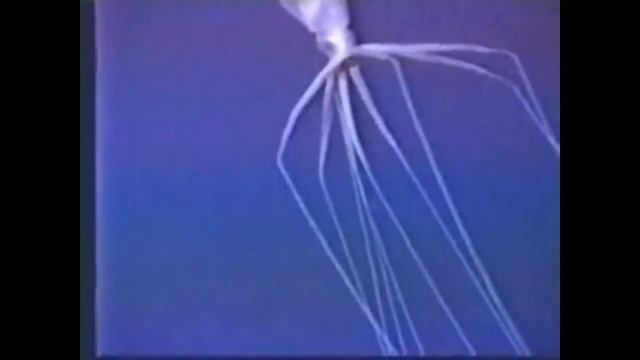 Facts: The Bigfin Squid (Magnapinna Squid) смотреть онлайн