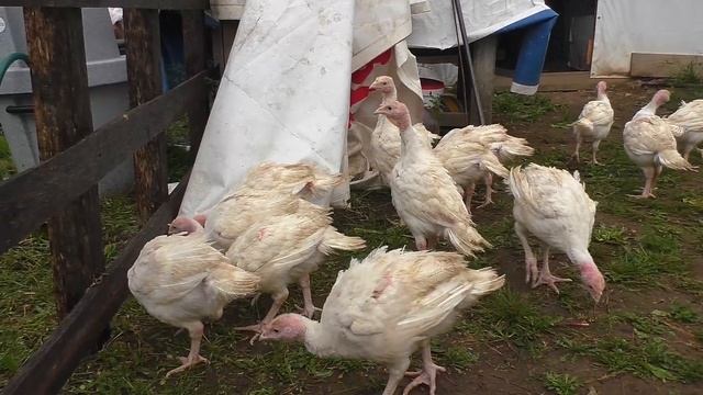 Новый птичник, индюки и огород