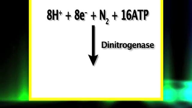 Nitrogen uptake and Assimilation смотреть онлайн