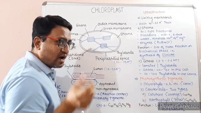 CHLOROPLAST - site of photosynthesis смотреть онлайн