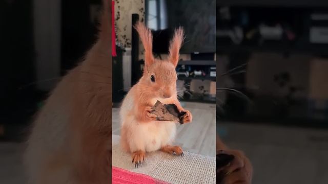 Хрумкает грибочек 🤣 смотреть онлайн