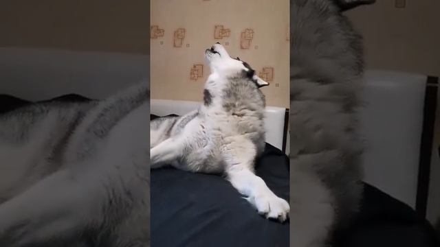 Воздушная тревога от Кая 🐺🙃 смотреть онлайн