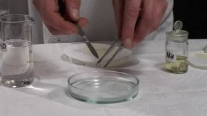 104. Взаимодействие щелочных металлов с водой-получение щелочей и водорода