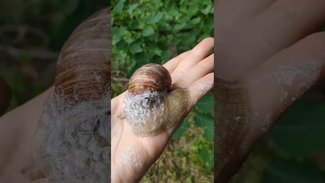 ЧТО С УЛИТКОЙ? #animals #interestingfacts #interesting #nature #gardening смотреть онлайн