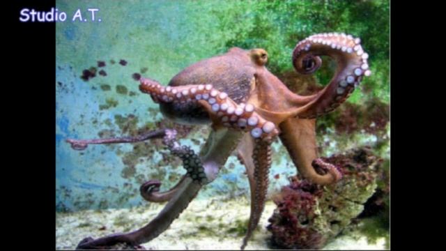 Octopus's garden ( in russian) смотреть онлайн