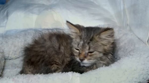 Подростки нашли котёнка. А дальше произошло ужасное!