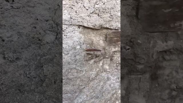 Crazy Archaeological Find!!! Burches Ferry смотреть онлайн