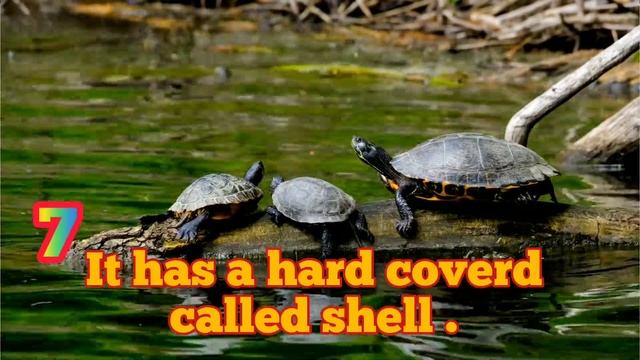 10 lines on tortoise in English कछुआ ll Turtle in English ll Essay on Turtle DRP'S ASHUTOSH смотреть онлайн