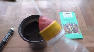 Посев вероники на рассаду, первые всходы.