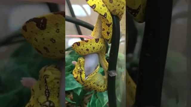 Подпишись у нас интересный канал про рептилий и не только...💘🐍🤝 смотреть онлайн