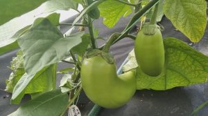 Первые баклажаны на томатных корнях в сезоне 2023