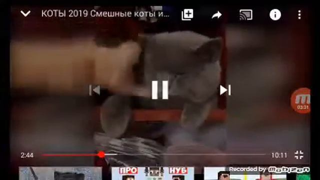 кот шаверма смотреть онлайн