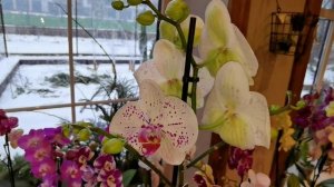 Орхидеи в СЦ "Страна цветов" 🥰