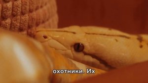 Удивительные факты о питонах