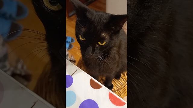 #Чай с #КОТОМ смотреть онлайн