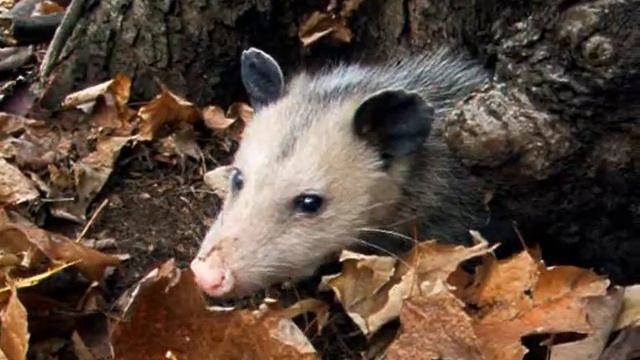 Possum in the woods. смотреть онлайн