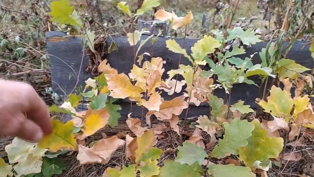 Выращиваю дубы посаженные желудями смотреть онлайн