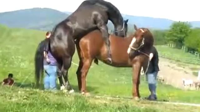 Ебли Лошадей Ебли Лошадей