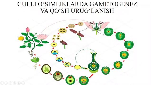 GAMETOGENEZ NIMA | JINSIY KO`PAYISH | BIOLOGIYA | VIDEODARSLIK | OVOGENEZ | SPERMOTOGENEZ