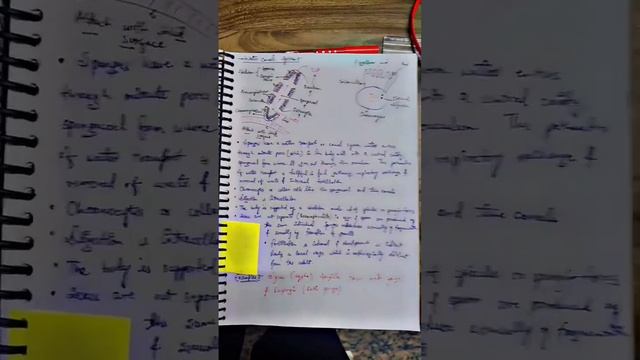 ANIMAL KINGDOM PORIFERA #porifera #animalkingdomclass11 #neet2024 #shortvideo #viral #neet смотреть онлайн