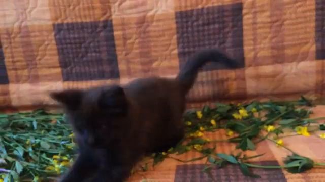 Котик Мейн куна Ягуар. смотреть онлайн