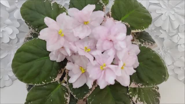 Фиалка Rivermist Pearls