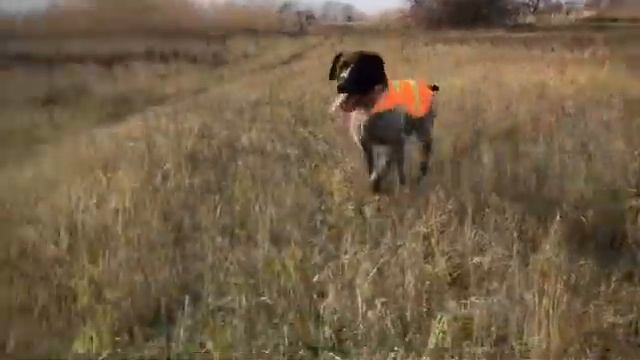 Охота на Фазана 🐦⬛🐦⬛🐦⬛ смотреть онлайн
