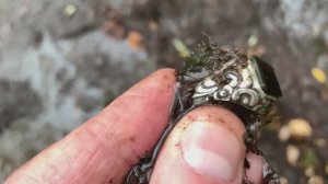 СЕРЕБРЯНЫЙ ПЕРСТЕНЬ С КАРЕЛЬСКОГО ФРОНТА!