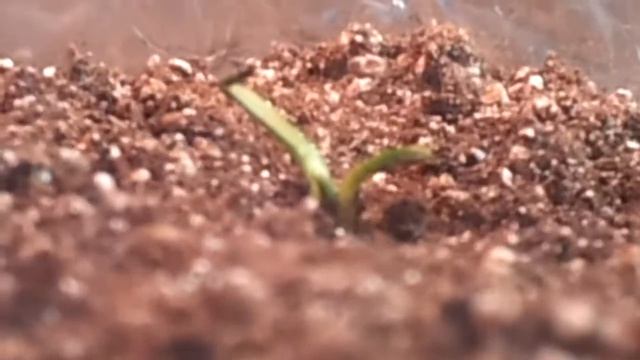 Carnivorous Plant Terrarium and Seeds смотреть онлайн