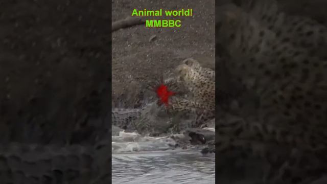 Кровь и песок гепард, blood and sand cheetah смотреть онлайн