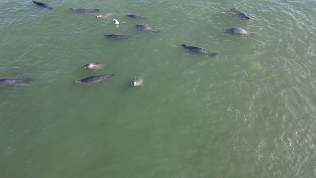 Нерпа кольчатая