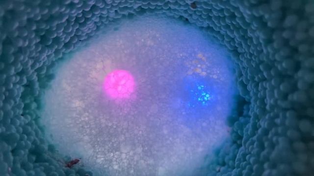 ПЕННЫЙ ТОННЕЛЬ для сна / неразборчивый шёпот / завораживающий триггер смотреть онлайн