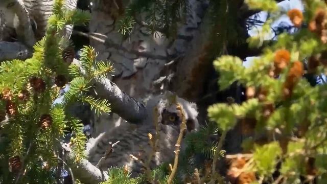 Можно мне кусочек? спросила малышка у 70-летнего деда кормящего птиц. А проследив за ней дед онемел смотреть онлайн