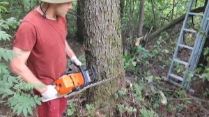 Валка деревьев бензопилой Stihl ms 361 Вьетнам в деле