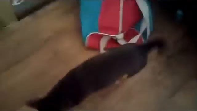 Как проходит день у моей собаки!?