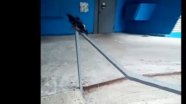 Уличные кошки смотреть онлайн