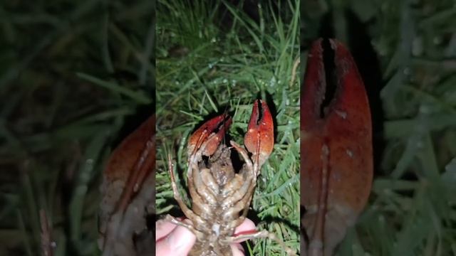 Красивый зимний рак 🦀! смотреть онлайн