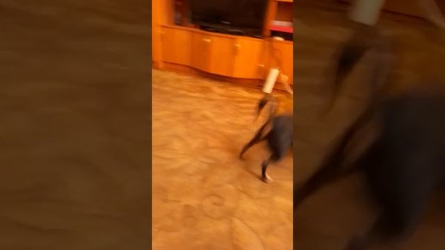 новая игрушка нашей собаки