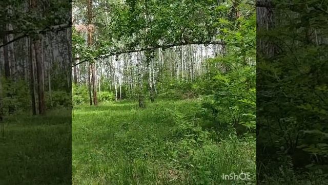 День с совой. Фильм 13. смотреть онлайн