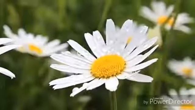 Амин Иншаллх.🤲 смотреть онлайн
