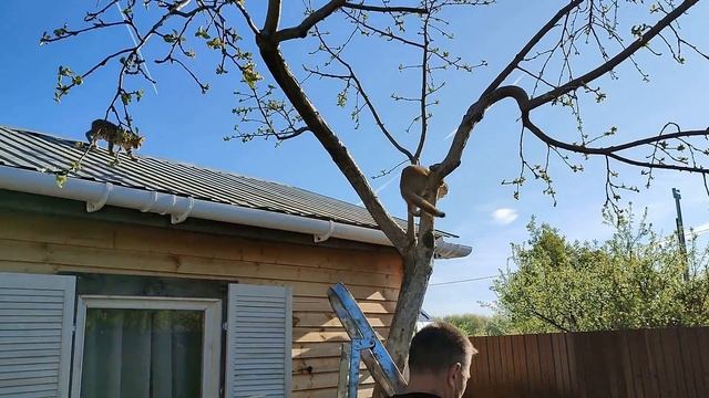 КОТОБАНДА 2023 - Буся и Бирма на деревьях, а также подельник- пёсель Цезарь на вторых ролях. Ч2 смотреть онлайн