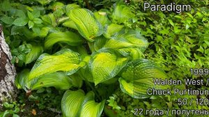 Сравниваем хосты Brother Stephan и Paradigm / июль 2024