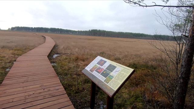 Сестрорецкие болота. Прогулка по эко тропе. смотреть онлайн